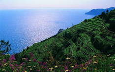 Paesaggi-Liguria