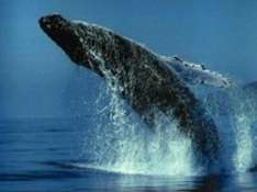Whale Watch Liguria