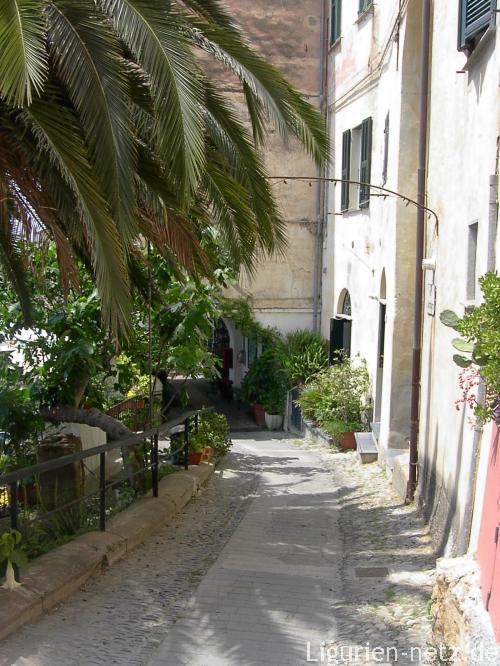 Piante mediterranee a Cervo