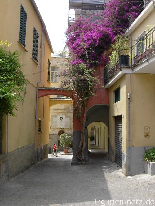 Siepe di Bougainvillea a Cervo